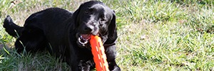 Veterinary Services